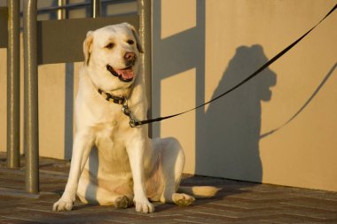 Köpek sahibi için bekleyen bir leash üzerinde