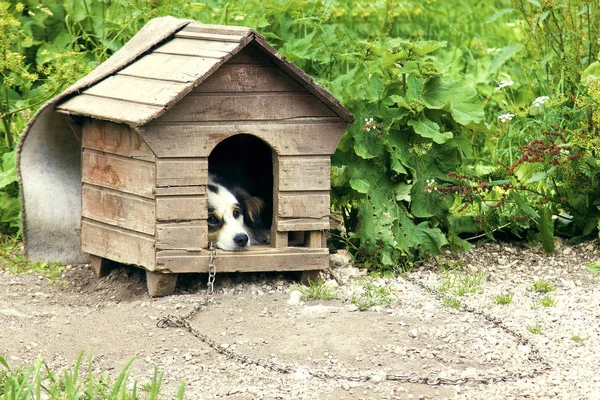 Zincirli hüzünlü gözleri ile köpek
