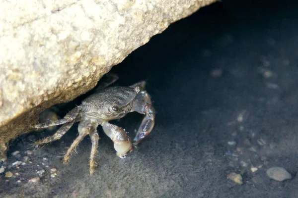 Eine Kleine Krabbe Kroch Aus Den Tiefen Eines Braunen Felsens — Stockfoto