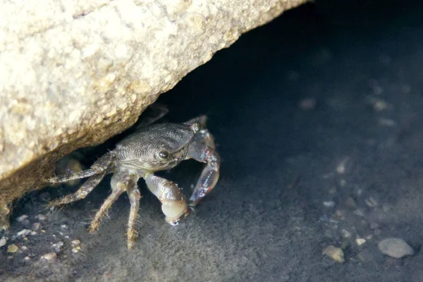 Liten Krabba Kröp Djupet Brun Rock — Stockfoto