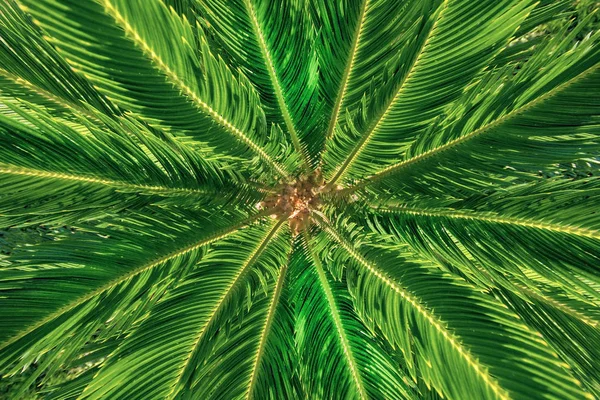 Top view of the palm tree. Background of radial stems and green leaves