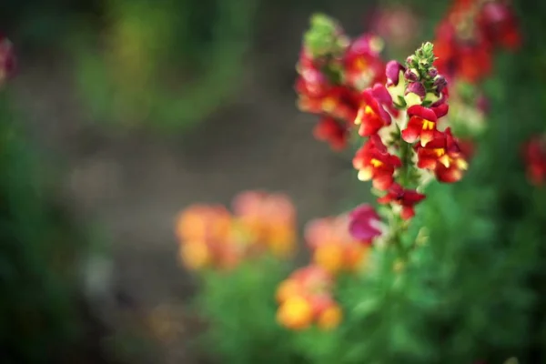 Κόκκινα λουλούδια snapdragon — Φωτογραφία Αρχείου