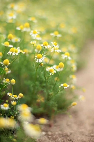 small white daisies grow along the path