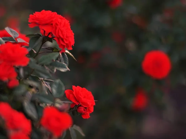 Rudé Růže Bush Rostou Zahradě — Stock fotografie