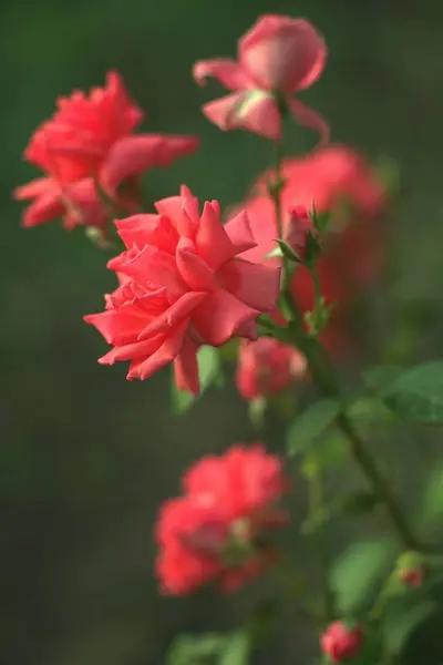 Rosenstrauch Wächst Garten — Stockfoto