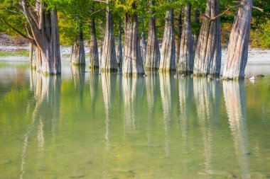 Göl su yakın çekim selvi ağaçları gövdeleri