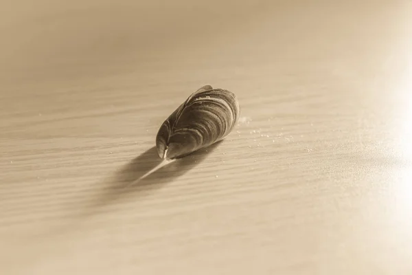 Un molusco bivalvo yace sobre la mesa —  Fotos de Stock