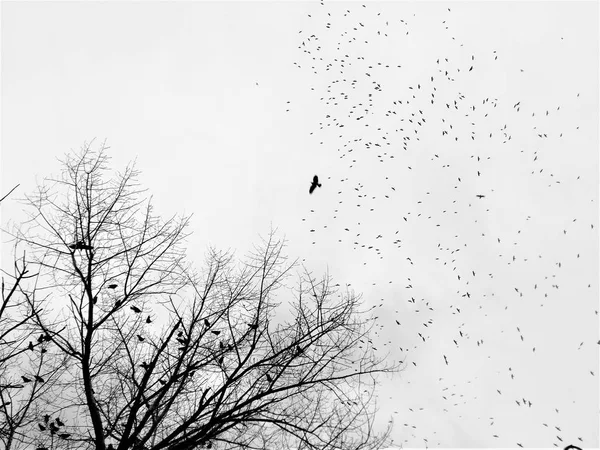 En flock svarta fåglar i mulet himlen — Stockfoto