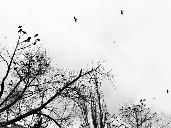 Un troupeau d'oiseaux noirs dans le ciel couvert — Photo