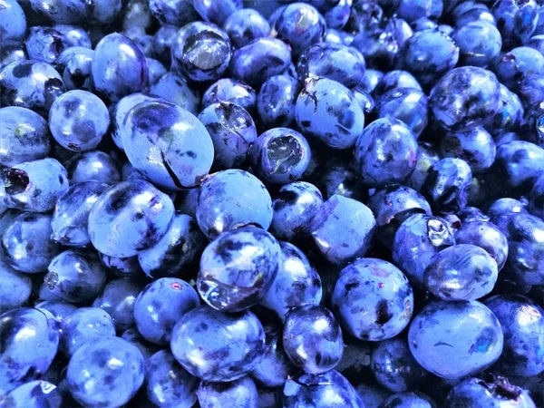 Tło Ciemny Niebieski Winogrona Bez Winorośli Liści — Zdjęcie stockowe