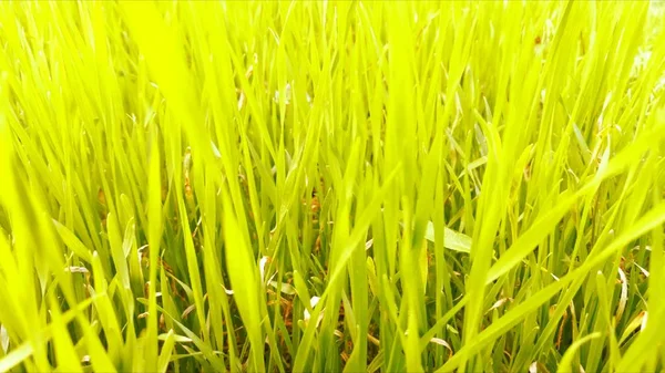 Фон Зеленой Травы Естественный Крупный План — стоковое фото