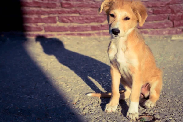 信任成人红发小狗, 坐在路上, 阳光照射 — 图库照片