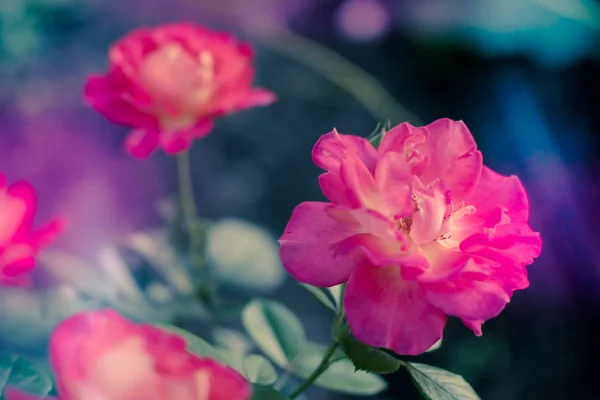 Rosa Cespuglio Rose Con Luce Magica Nel Giardino Estivo Focus — Foto Stock