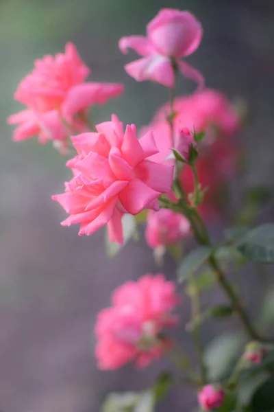 Pink Pale Roses Bush Magical Light Summer Garden Selective Focus — Stock Photo, Image