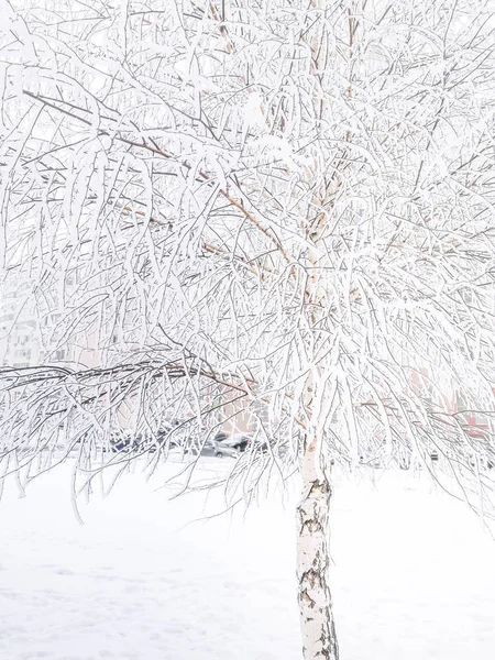 Berken Boom Bedekt Met Sneeuw Winter Besneeuwde Achtergrond — Stockfoto