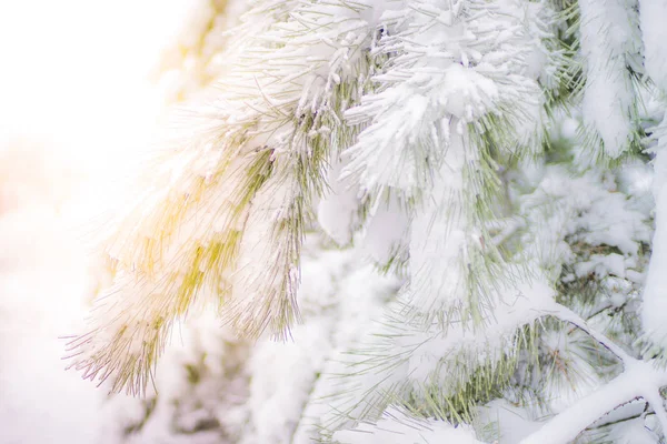 Sneeuw Bedekt Pine Tree Takken Close Met Magische Zonlicht — Stockfoto