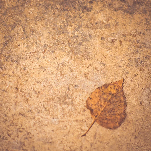 Dry birch leaf on the stone surface.