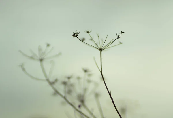 Fondo Naturale Con Fiori Secchi Nella Nebbia Sfocata — Foto Stock