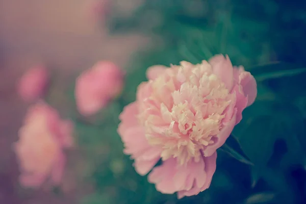 Schöne Verträumte Florale Hintergrund Mit Rosa Pfingstrose Blumen — Stockfoto