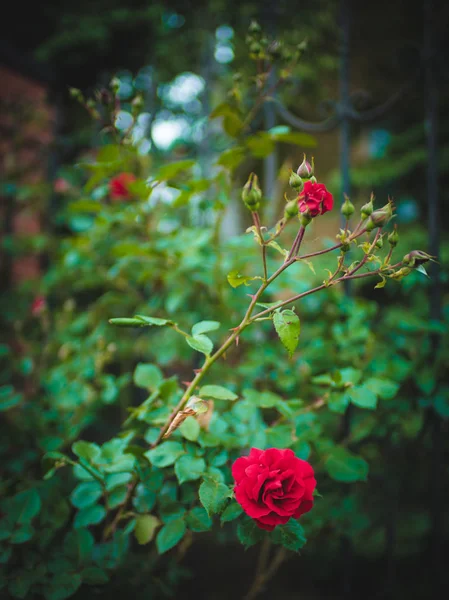 Bush Kvetoucí Červené Růže Zahradě — Stock fotografie