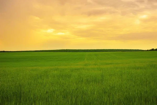 Grönt Gräs Fält Orange Molnig Himmel — Stockfoto