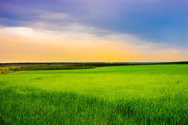 Grönt Gräs Fält Orange Blå Molnig Himmel — Stockfoto