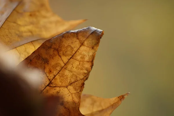 ブラウン枯れた紅葉 葉のマクロ撮影 — ストック写真