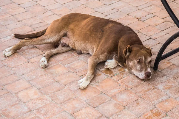 Sad Hungry Dog Lies Tiled Sidewalk Summer Afternoon — Stock Photo, Image