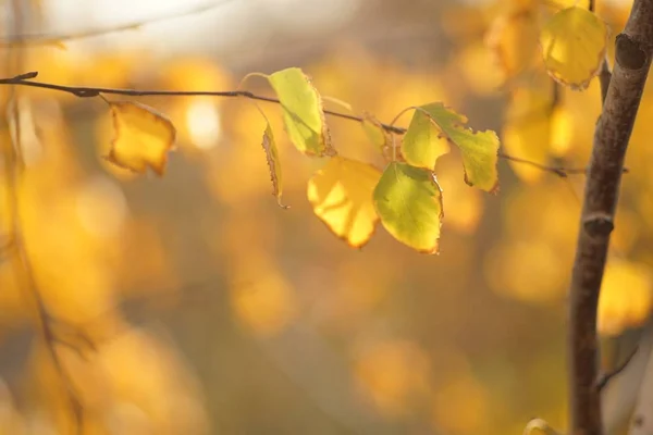 Жовте Зелене Листя Берези Осінньому Лісі Вибірковий Фокус Макрозйомка — стокове фото