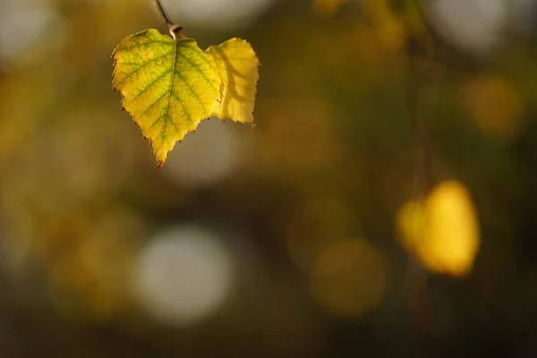 Ξηρό Φθινόπωρο Φύλλα Σημύδας Ένα Υποκατάστημα Στην Ηλιόλουστη Μέρα Σουτ — Φωτογραφία Αρχείου