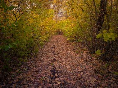 Sonbahar Orman ağaçları sarı yeşil yeşillik ve kahverengi yolda