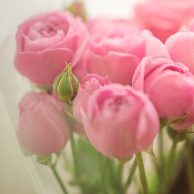 Pembe solgun şakayık gül buketi. Seçici odak, yakın çekim, sihirli ışık.