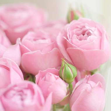 yakın çekim soluk Hassas şakayık gül. Seçici odak, büyülü ışık.