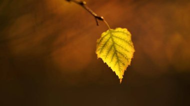 Sonbahar huş ağacı yaprak yakın çekim bir şube, doğal arka plan bulanık
