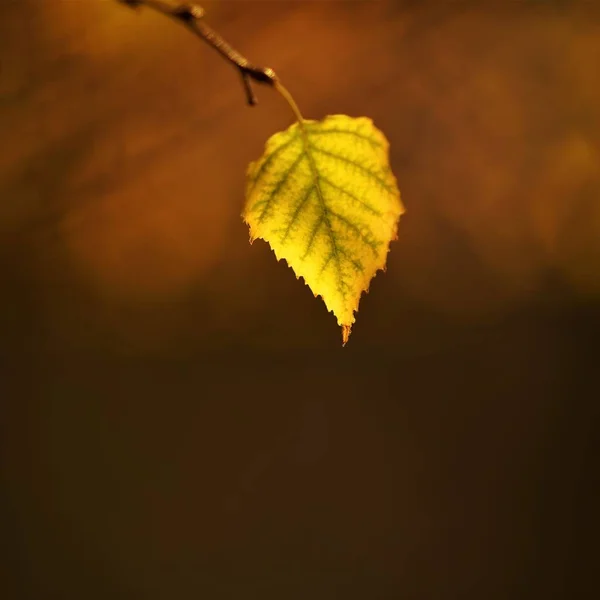 Herfst Birch Leaf Close Een Tak Wazig Natuurlijke Achtergrond — Stockfoto