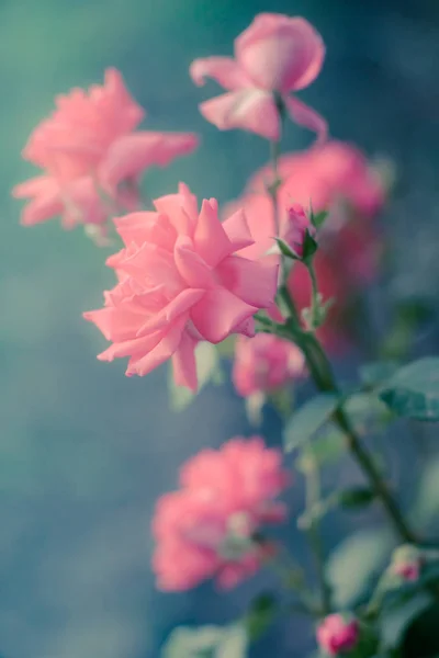 Rosarote Rosen Sommergarten — Stockfoto