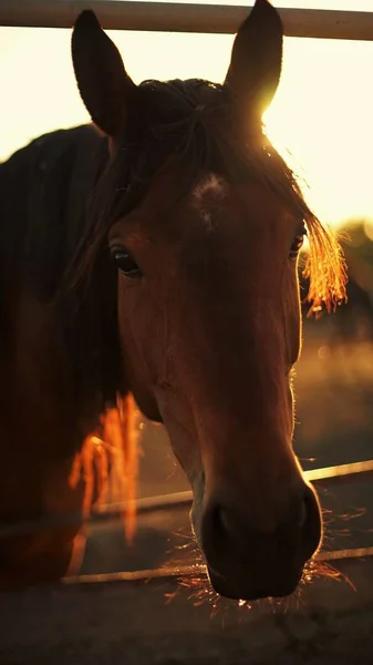 Πορτρέτο Του Ένα Καφετί Άλογο Κοντά Στο Φράχτη Στο Ηλιοβασίλεμα — Φωτογραφία Αρχείου