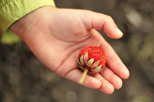 Babyhand Hält Eine Reife Erdbeere Garten — Stockfoto