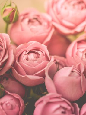 yakın çekim şakayık solgun gül. Seçici odak, sihirli ışık, pastel renkler