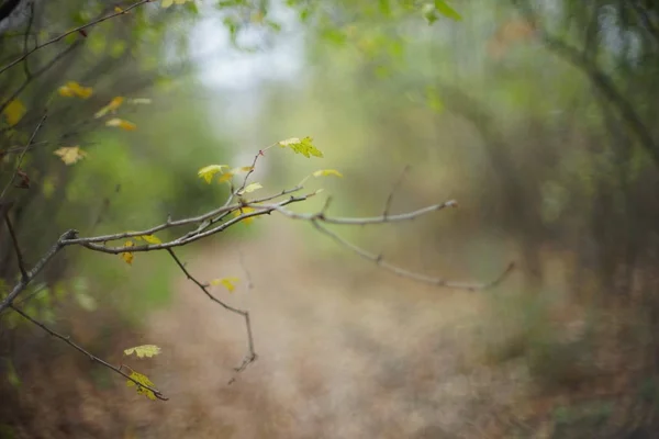 曇りの日は、ソフト フォーカスの背景の秋の森. — ストック写真