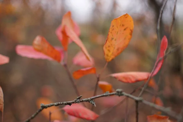 森の中の細い枝に茶色の紅葉 — ストック写真