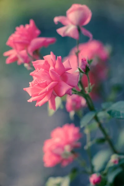 Rózsaszín halvány rózsa bokor nyári kert mágikus fény. — Stock Fotó