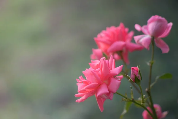 Rosa rosas pálidas arbusto com luz mágica no jardim de verão . — Fotografia de Stock