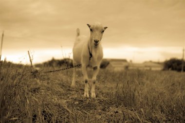 Yerli keçi ayakta bir alan ve sana sepya fotoğraf bakar.