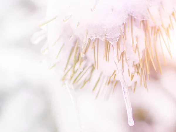 Sneeuw Bedekt Pine Tree Takken Close Met Magische Zonlicht — Stockfoto