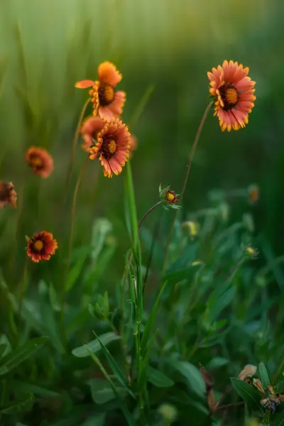 Narancssárga Glade Rudbeckia Virágok Nyári Kert Zöld Köd — Stock Fotó