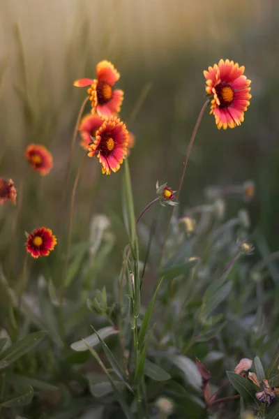 Glade flores rojas rudbeckia en el jardín de verano — Foto de Stock