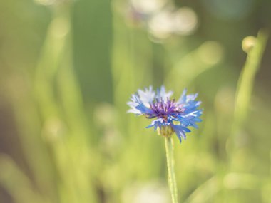 Güneşli çayır yakın mavi peygamber çiçeği çiçek.