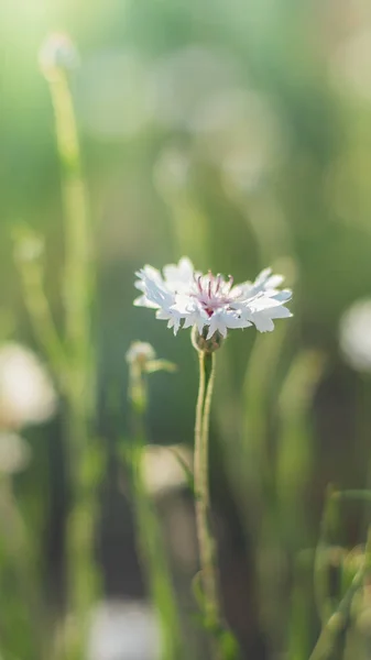 Flor de aciano blanco en un prado soleado primer plano . — Foto de Stock