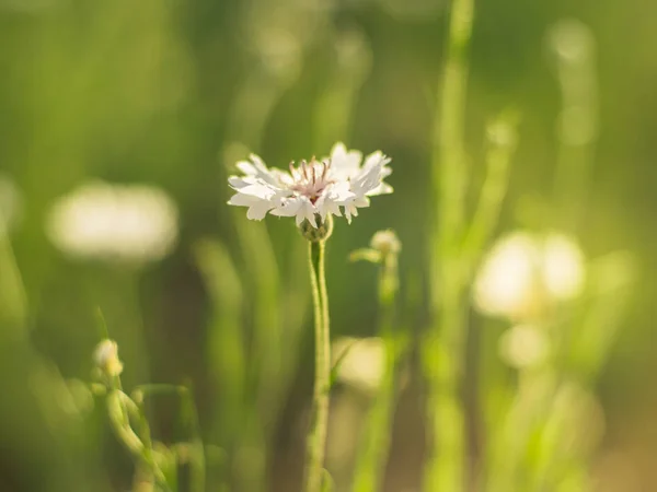 Flor de aciano blanco en un prado soleado primer plano . — Foto de Stock